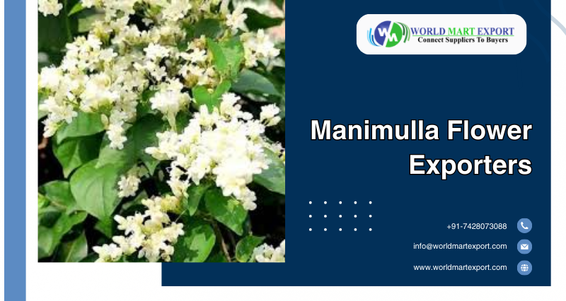 Manimulla Flowering Jasmine – Creeper (Porana Paniculata) Live Plant