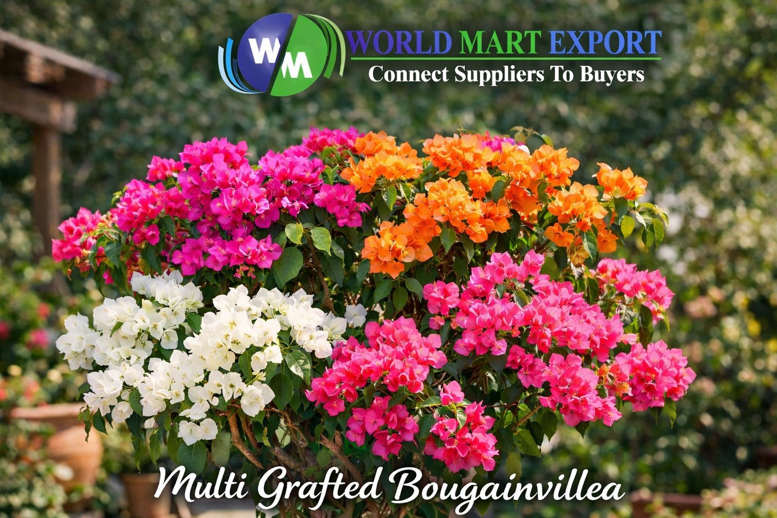Multi Grafted Bougainvillea Guide Grow a Rainbow Tree