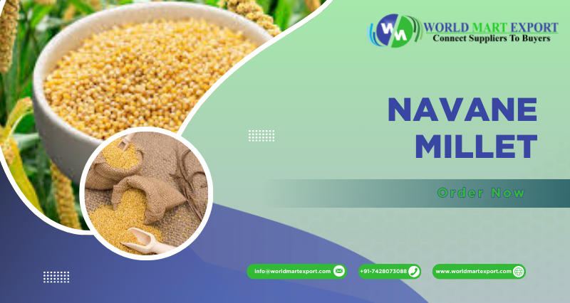 Biggest Supplier of Navane Millet (Foxtail Millet) in Karnataka