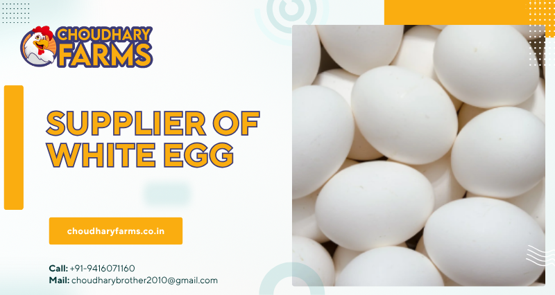 Supplier of White Egg in Haryana, India – CHOUDHARY FARMS
