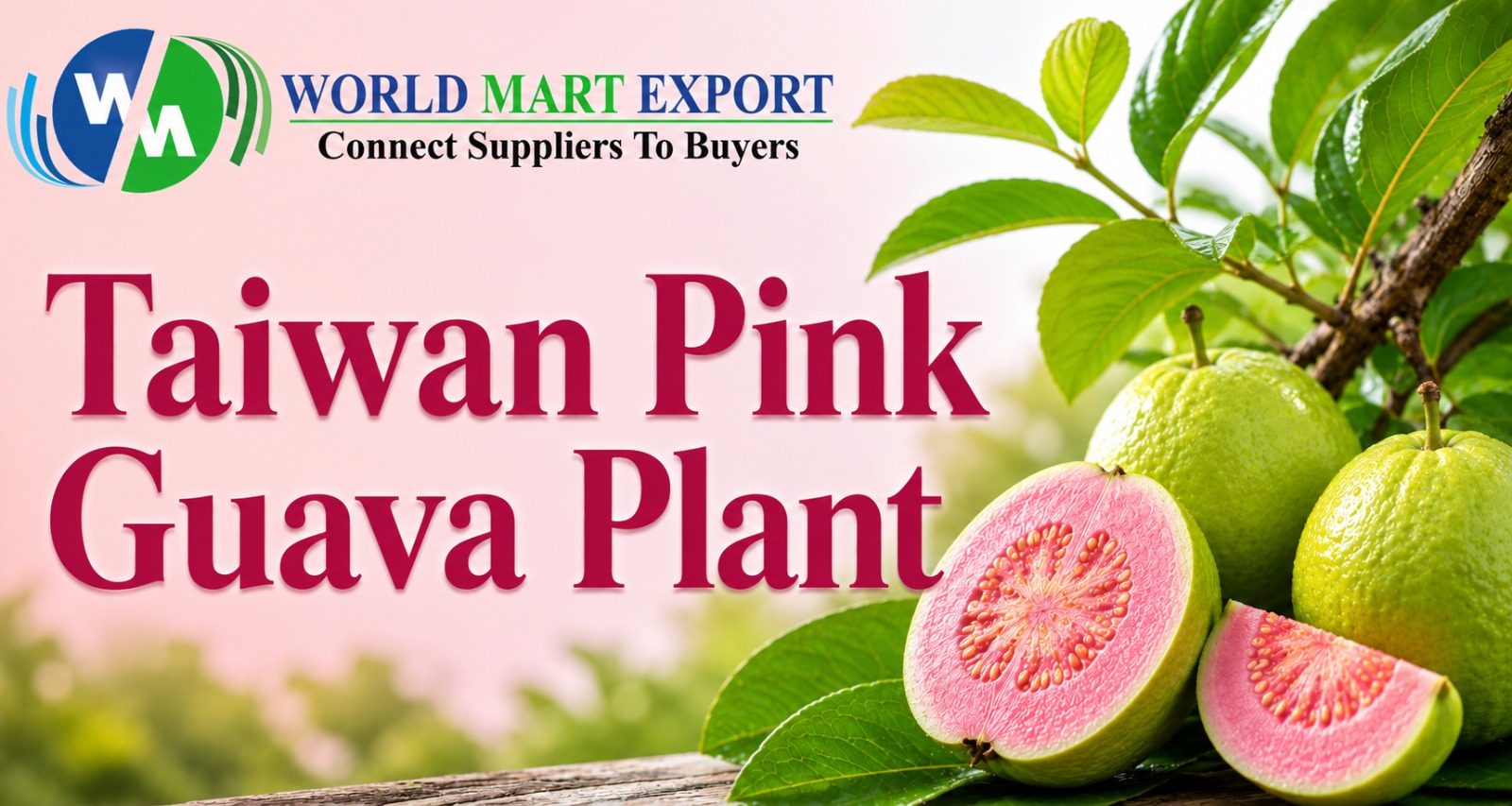 Taiwan Pink Guava Guide: Grow the Sweetest "Super Early" Variety (2026)