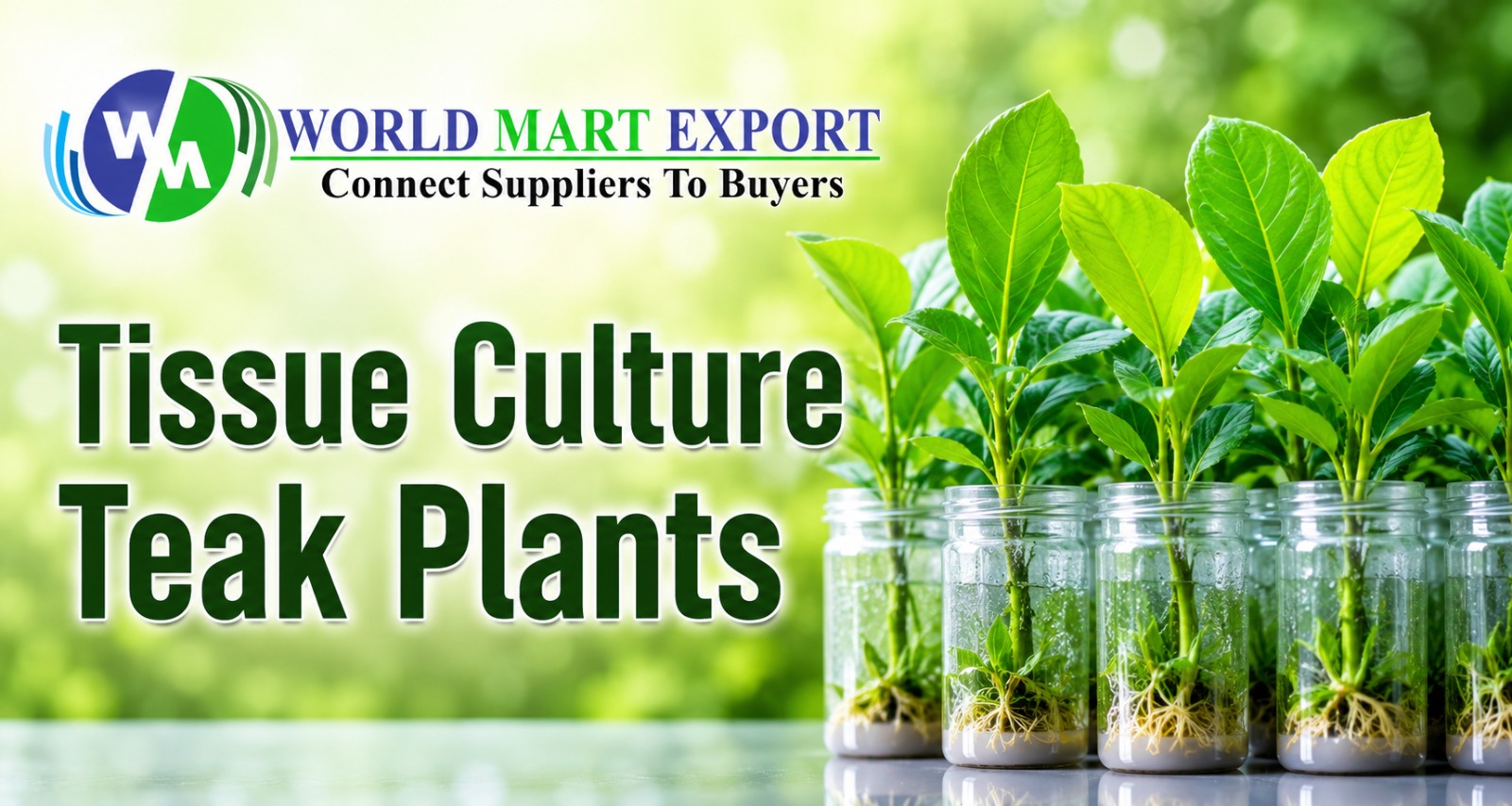 Tissue Culture Teak Plants